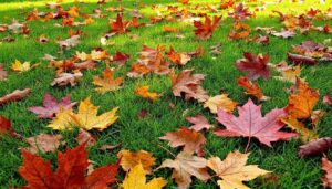 Qui doit ramasser les feuilles mortes de l’arbre de mon voisin tombées dans mon jardin ?